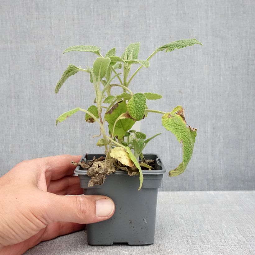 Example of Phlomis purpurea - Brandkruid Kweekpotje van 8/9 cm as you get in automne