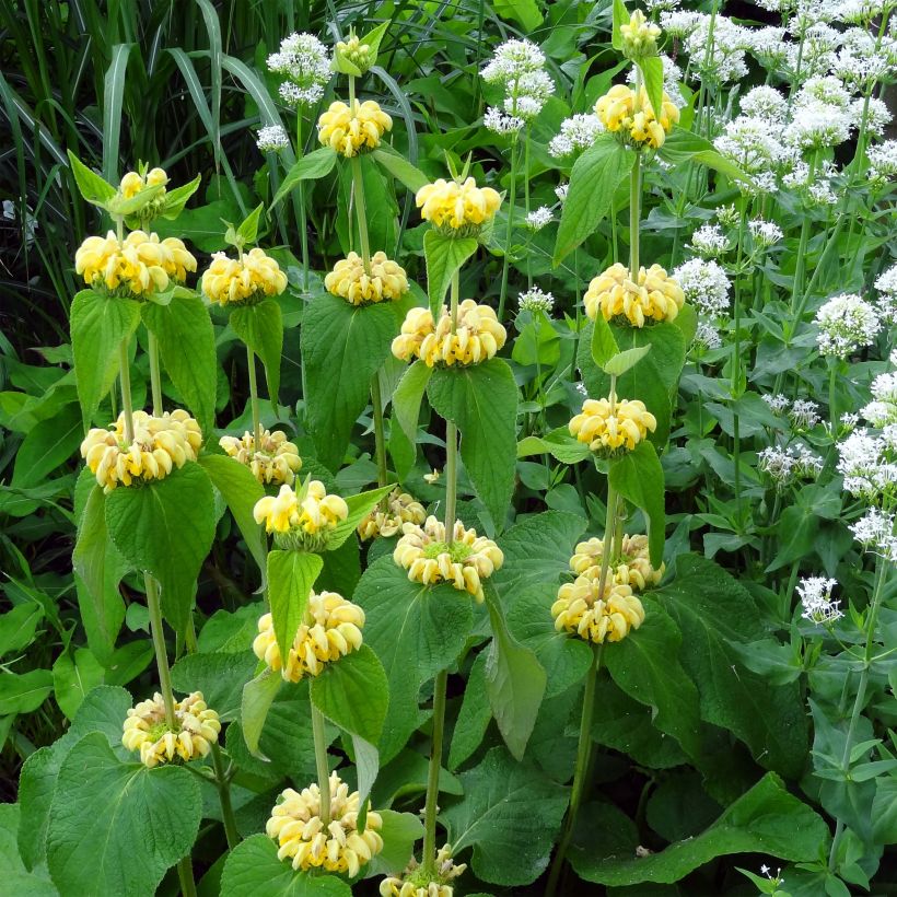 Phlomis russeliana - Brandkruid (Flowering)
