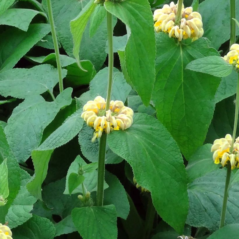 Phlomis russeliana - Brandkruid (Foliage)