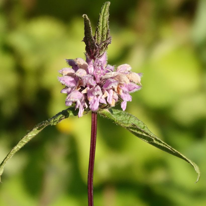 Phlomis tuberosa Amazone - Brandkruid (Bloei)