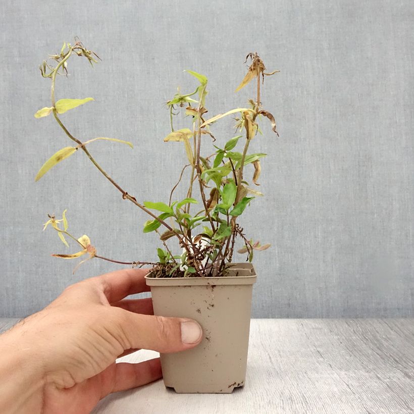 Exemplaar van Phlox divaricata Dirigo Ice - Voorjaarsvlambloem Kweekpotje van 8/9 cm zoals geleverd in de zomer
