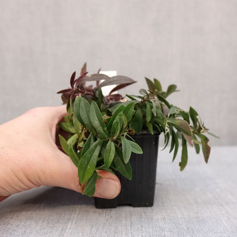 Example of Phlox divaricata May Breeze Kweekpotje van 8/9 cm as you get in hiver