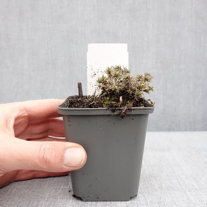 Example of Phlox douglasii Crackerjack - Kruipende vlambloem Kweekpotje van 8/9 cm as you get in hiver