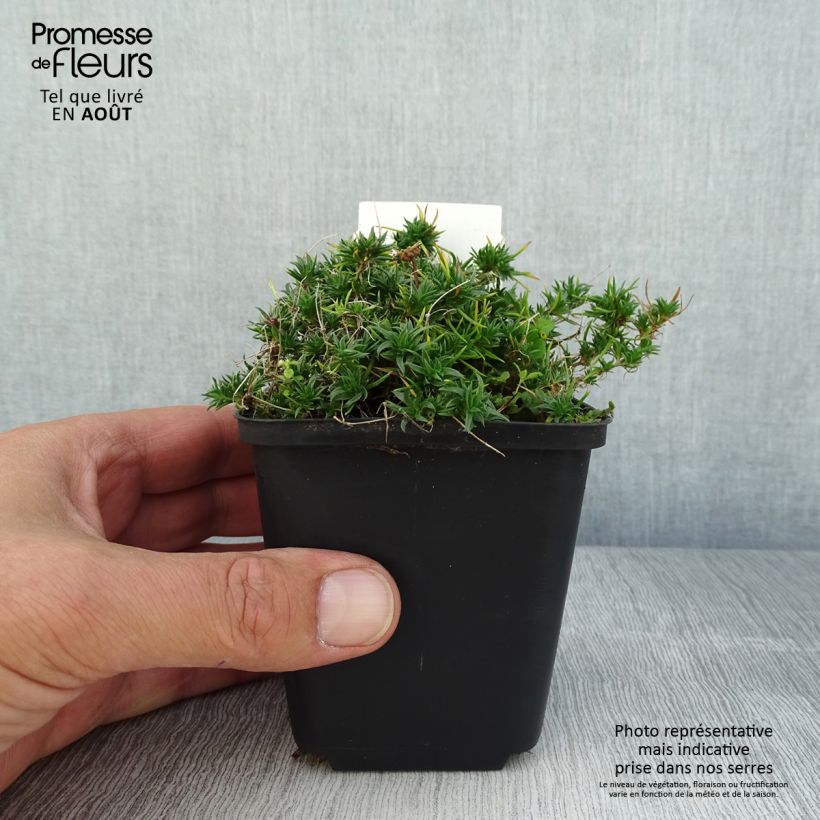Exemplaar van Phlox douglasii Ochsenblut - Kruipende vlambloem Kweekpotje van 8/9 cm zoals geleverd in de zomer