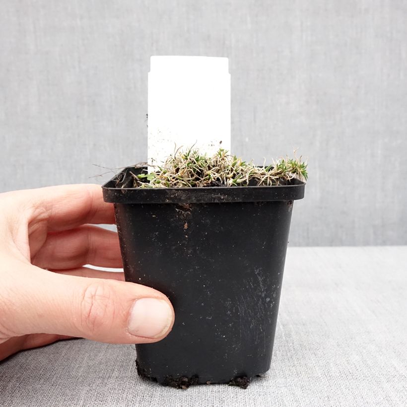 Example of Phlox douglasii Ochsenblut - Phlox mousse Kweekpotje van 8/9 cm as you get in hiver