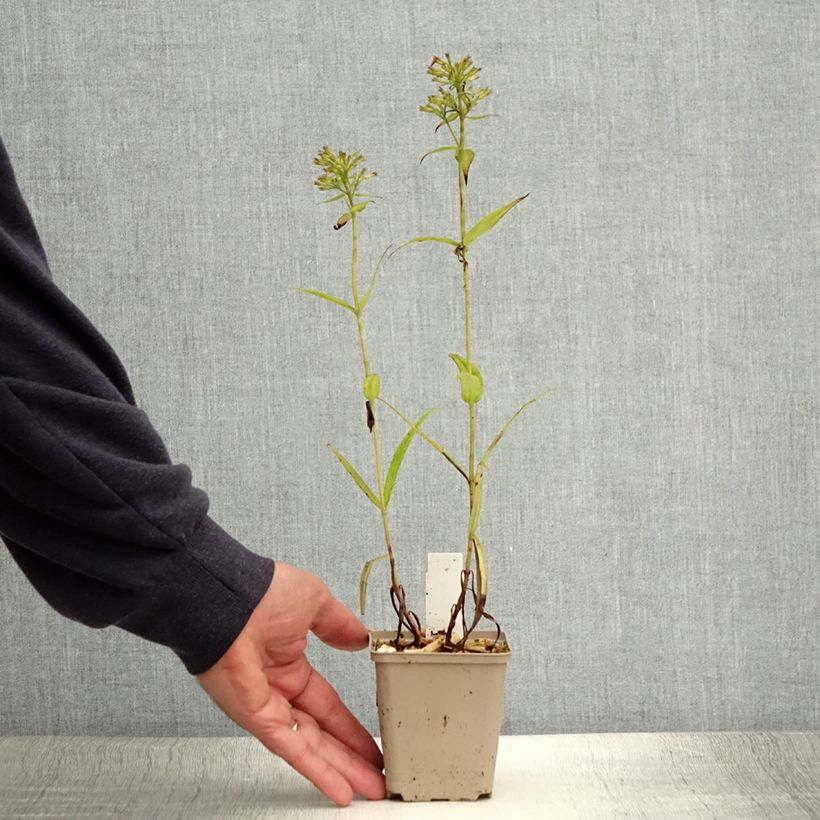 Exemplaar van Phlox Fashionably Early Crystal - Vlambloem Kweekpotje van 8/9 cm zoals geleverd in de zomer