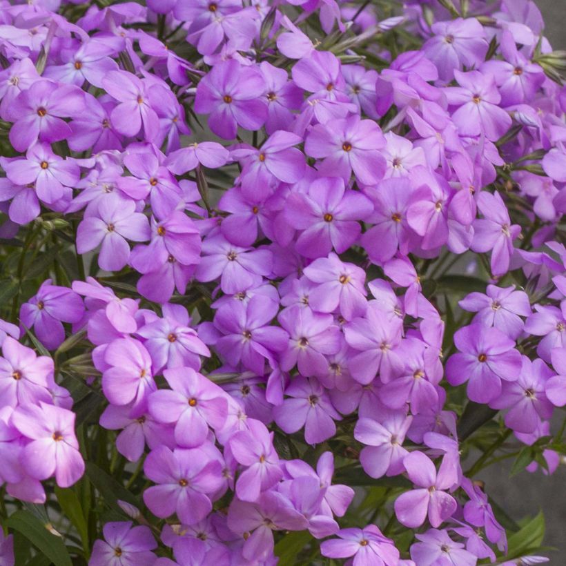 Phlox Forever Pink - Vlambloem (Flowering)
