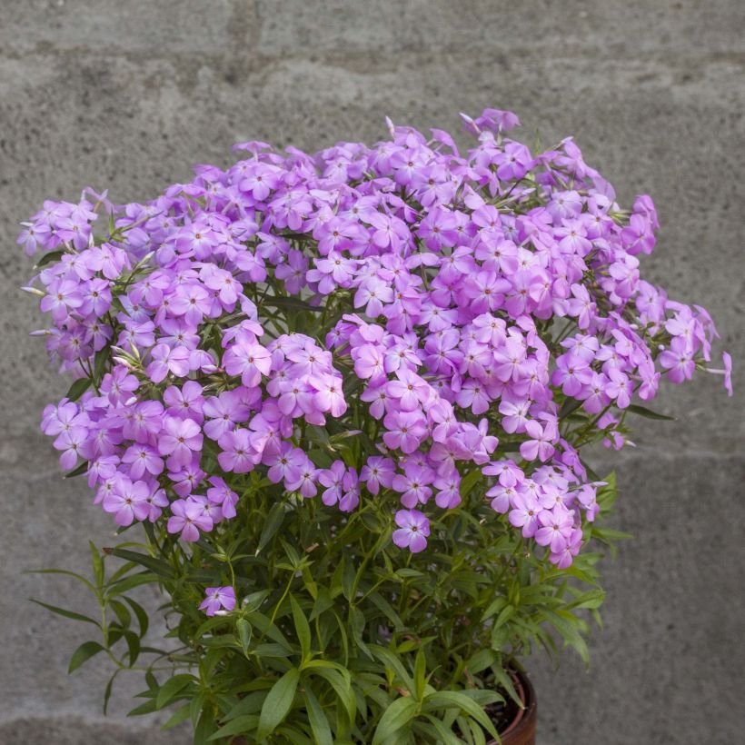 Phlox Forever Pink - Vlambloem (Plant habit)