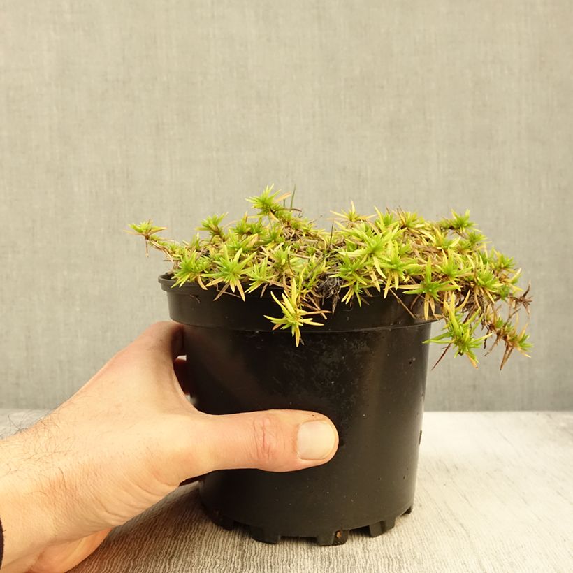 Exemplaar van Phlox subulata Moerheimii - Kruipende vlambloem Pot van 2 l/3 l zoals geleverd in de herfst