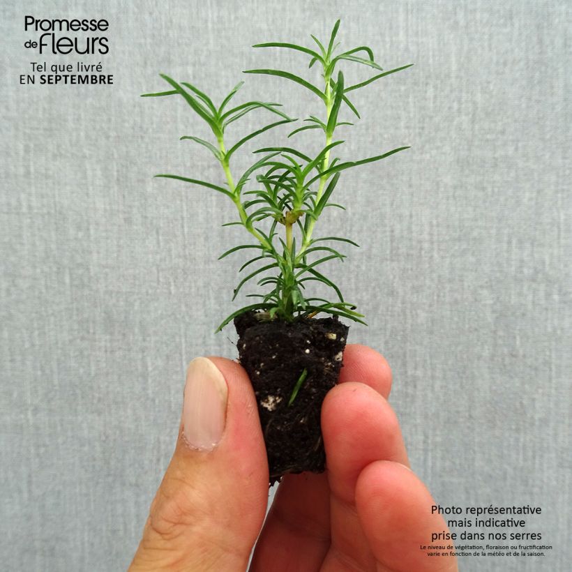 Exemplaar van Phlox subulata Amazing Grace - Kruipende vlambloem Mini-mot Ø 1,5/2,5 cm zoals geleverd in de herfst
