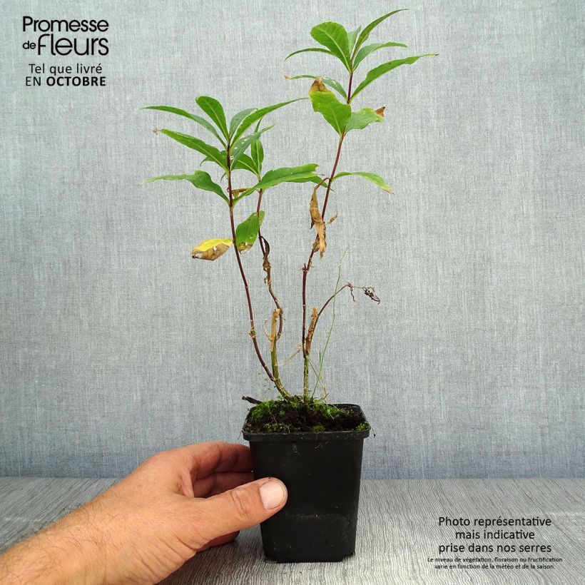 Exemplaar van Phlox paniculata Amethyst - Vlambloem Kweekpotje van 8/9 cm zoals geleverd in de herfst