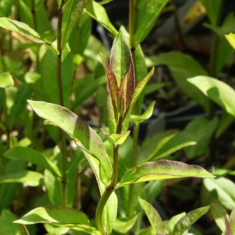 Phlox paniculata Aureole - Vlambloem (Blad)