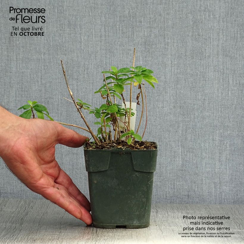 Exemplaar van Phlox paniculata Bambini Candy Crush - Vlambloem Pot van 10 cm/11 cm zoals geleverd in de herfst