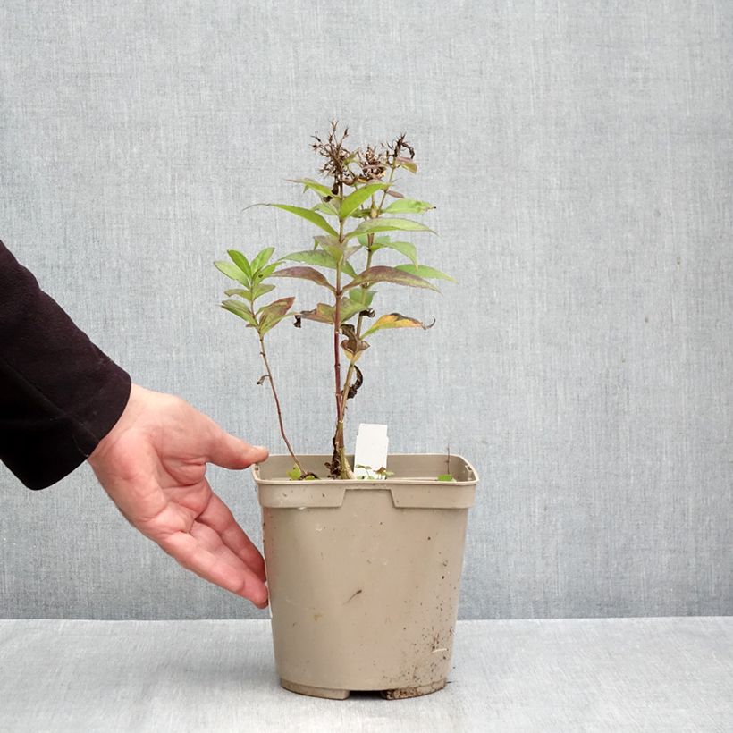 Example of Phlox paniculata Bambini Desire Pot van 2 l/3 l as you get in automne