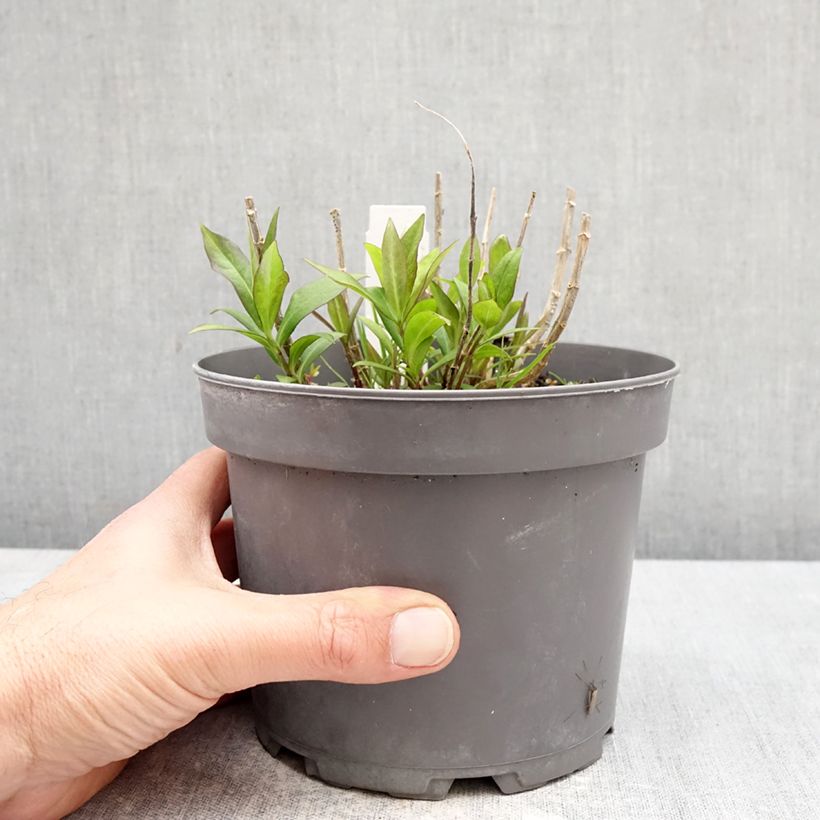 Exemplaar van Phlox paniculata Bambini Desire - Vlambloem Pot van 2 l/3 l zoals geleverd in de lente