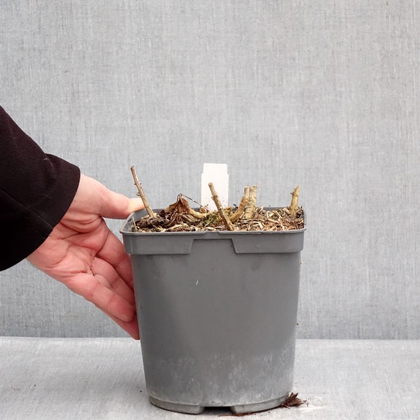 Example of Phlox paniculata Bambini Primadonna - Vlambloem Pot van 2 l/3 l as you get in hiver