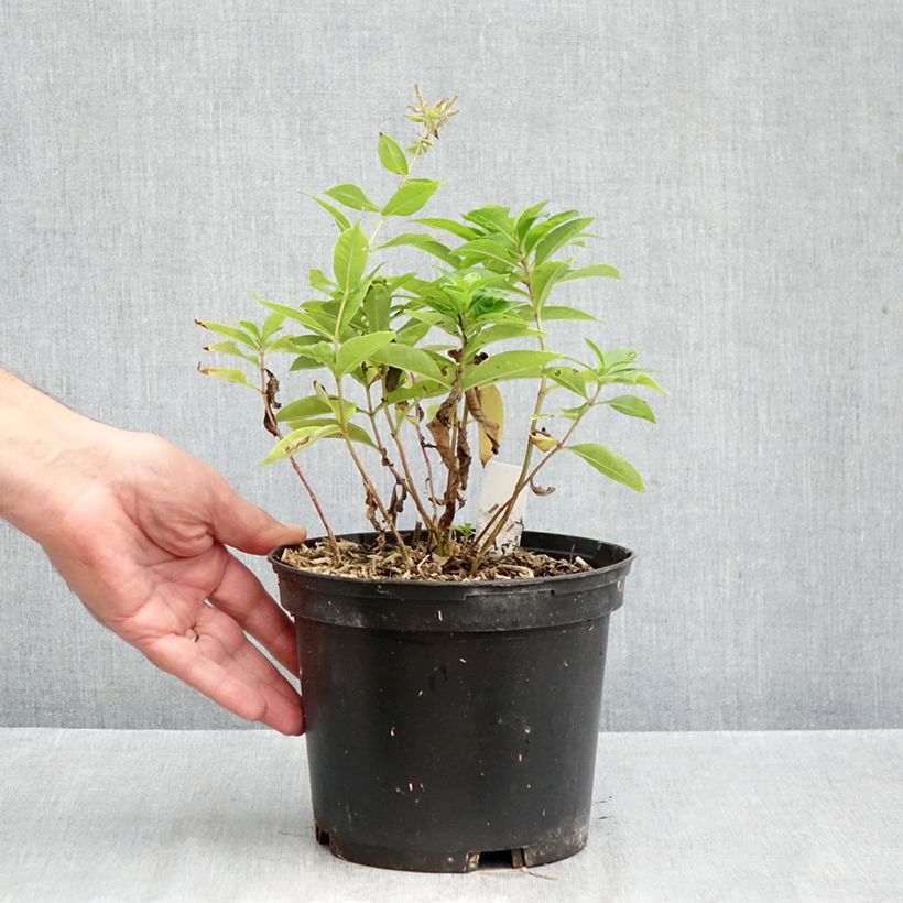 Example of Phlox paniculata Bambini Sweet Tart Pot van 2 l/3 l as you get in automne