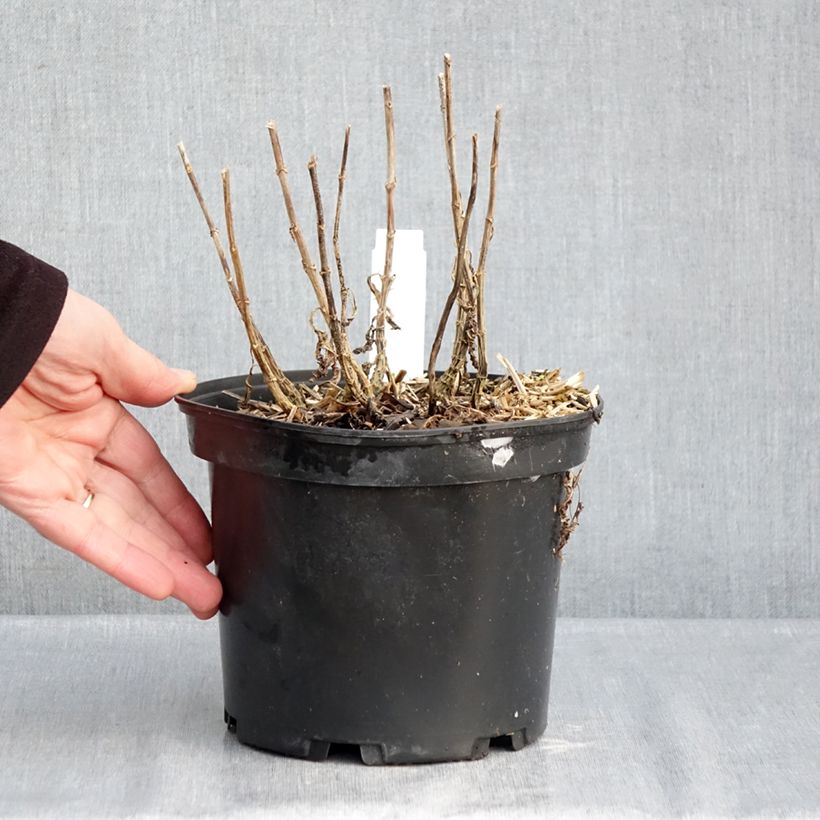 Exemplaar van Phlox paniculata Bambini Sweet Tart - Vlambloem Pot van 2 l/3 l zoals geleverd in de winter