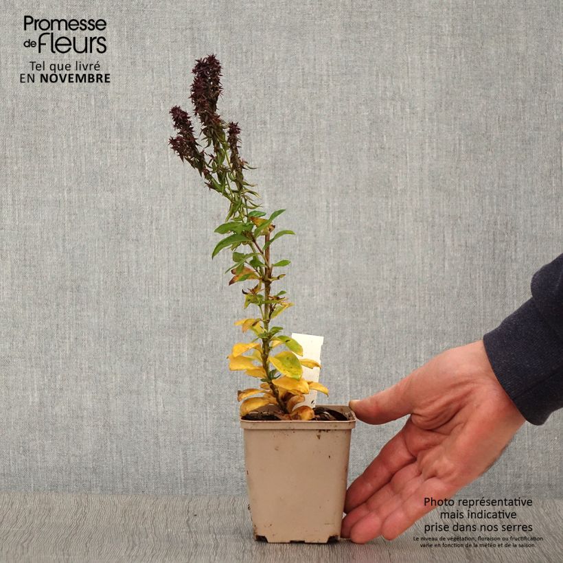 Exemplaar van Phlox paniculata Blind Lion - Vlambloem Kweekpotje van 8/9 cm zoals geleverd in de herfst