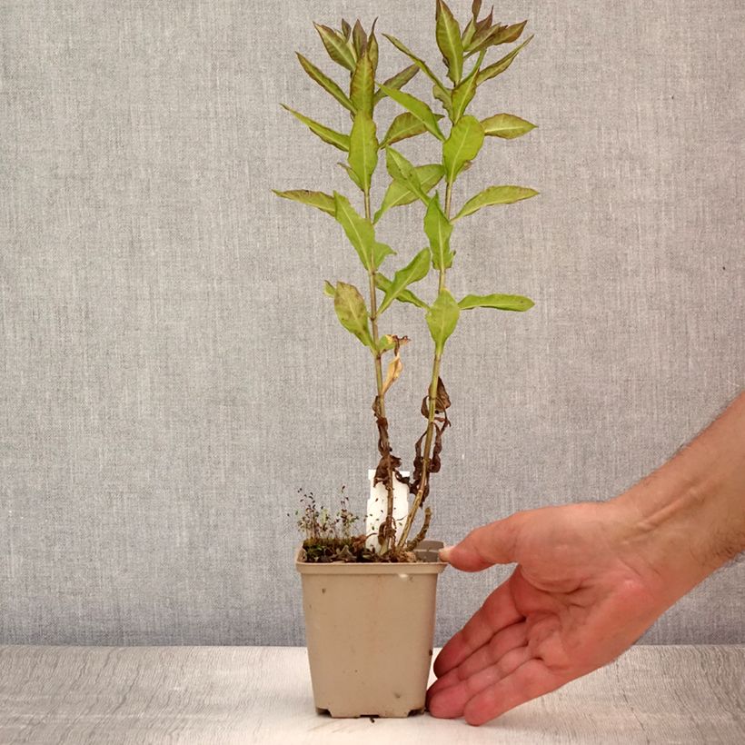 Exemplaar van Phlox paniculata Blind Lion - Vlambloem Kweekpotje van 8/9 cm zoals geleverd in de zomer
