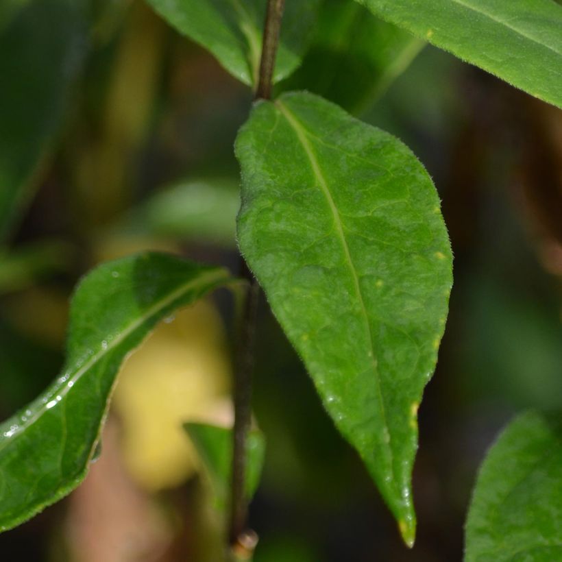 Phlox paniculata Blue Paradise - Vlambloem (Foliage)