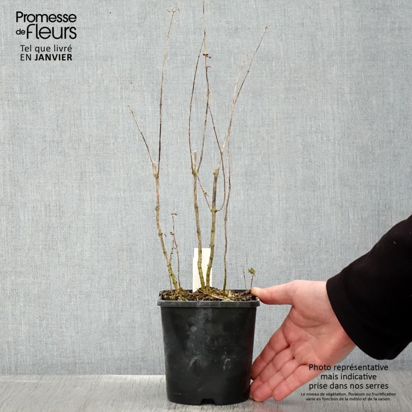 Example of Phlox paniculata Blue Paradise - Vlambloem Pot van 1,5 l/2 l as you get in hiver