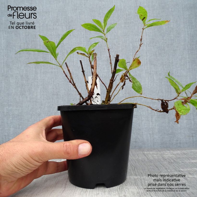 Exemplaar van Phlox paniculata Bright Eyes - Vlambloem Pot van 1,5 l/2 l zoals geleverd in de herfst