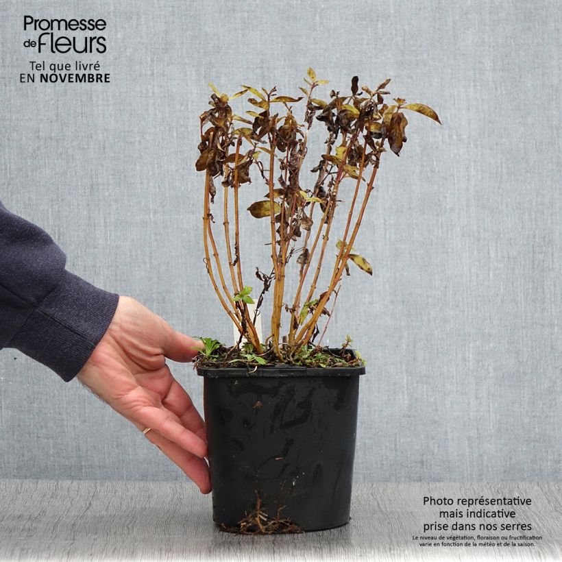 Exemplaar van Phlox paniculata Butonik - Vlambloem Pot van 2 l/3 l zoals geleverd in de herfst