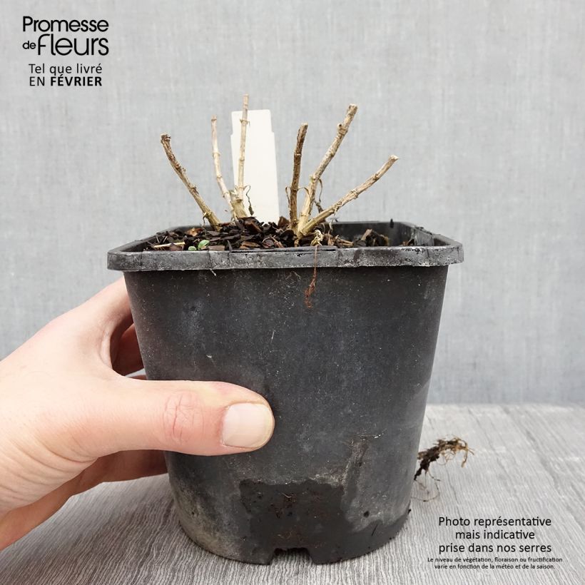 Exemplaar van Phlox paniculata Butonik - Vlambloem Pot van 2 l/3 l zoals geleverd in de winter