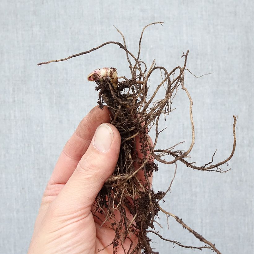 Exemplaar van Phlox paniculata Cleopatra - Vlambloem Naakte wortel zoals geleverd in de winter