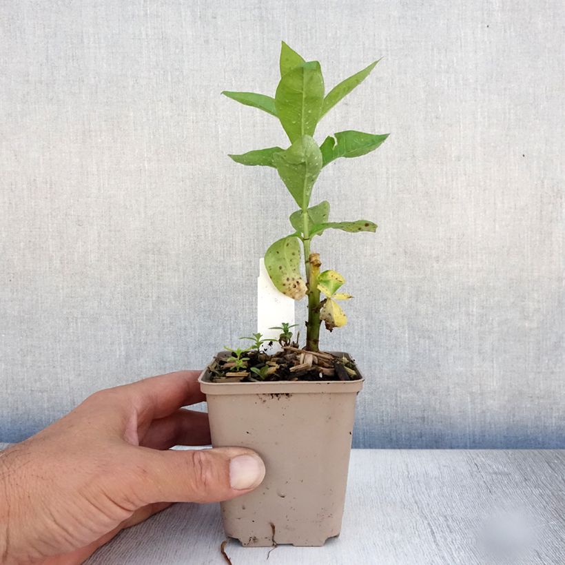 Exemplaar van Phlox paniculata Coral Flame - Vlambloem Kweekpotje van 8/9 cm zoals geleverd in de zomer