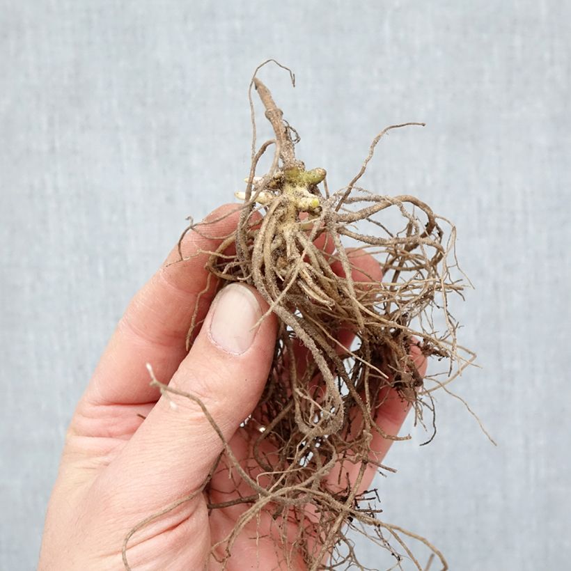 Exemplaar van Phlox paniculata Europa - Vlambloem Naakte wortel zoals geleverd in de winter