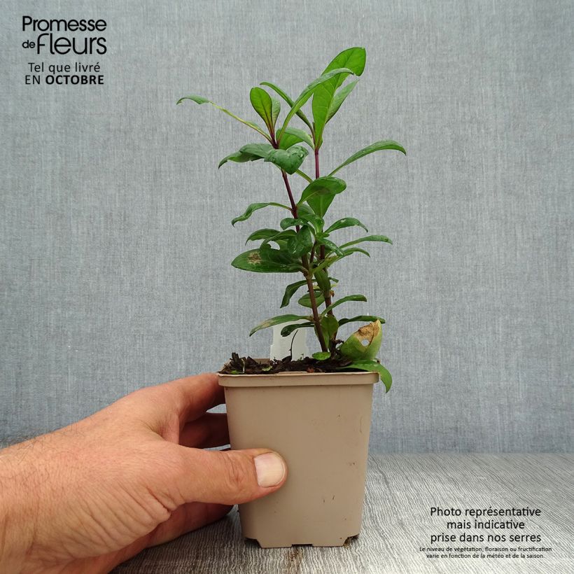 Exemplaar van Phlox paniculata Eva Cullum - Vlambloem Kweekpotje van 8/9 cm zoals geleverd in de herfst