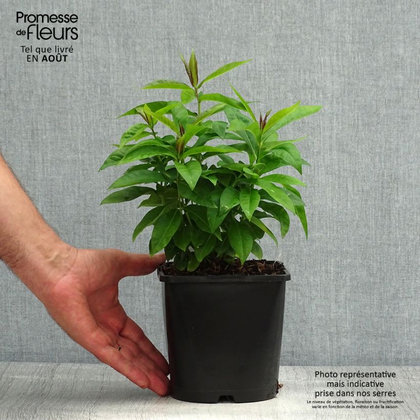 Exemplaar van Phlox paniculata Famous Cerise - Vlambloem Pot van 1,5 l/2 l zoals geleverd in de zomer