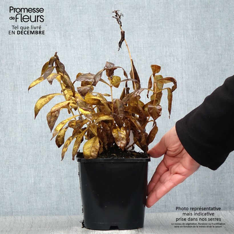 Example of Phlox paniculata Famous Cerise - Phlox paniculé Pot van 1,5 l/2 l as you get in hiver