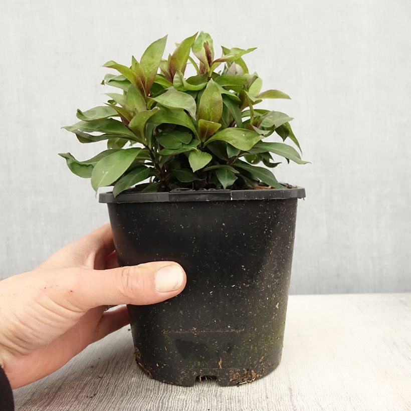 Exemplaar van Phlox paniculata Famous Cerise - Vlambloem Pot van 1,5 l/2 l zoals geleverd in de lente