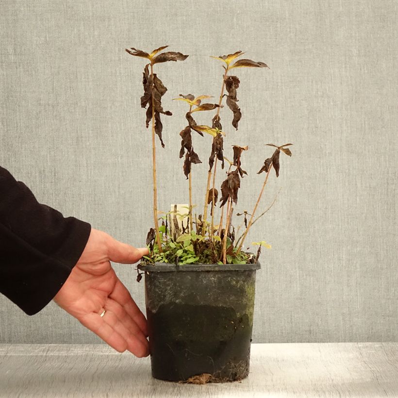 Exemplaar van Phlox paniculata Famous Light Pink Pot de 2L/3L zoals geleverd in de herfst