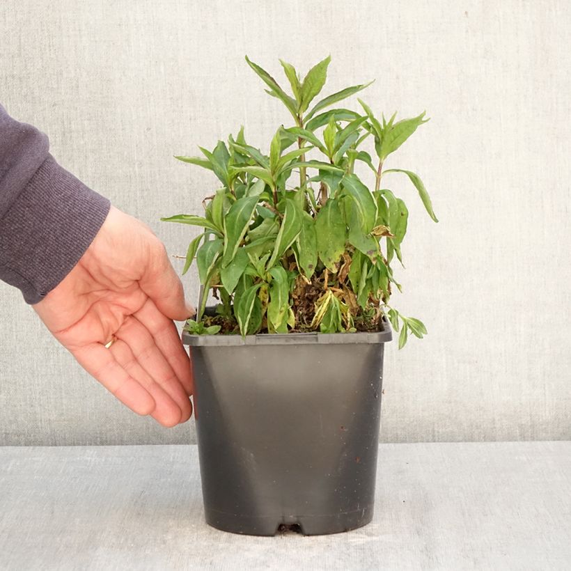 Exemplaar van Phlox paniculata Famous Light Pink - Vlambloem Pot van 2 l/3 l zoals geleverd in de lente