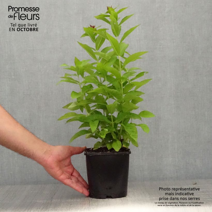 Exemplaar van Phlox paniculata Famous Purple - Vlambloem Pot van 2 l/3 l zoals geleverd in de herfst