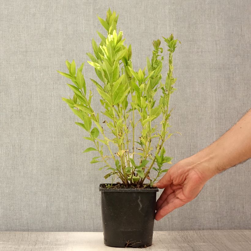 Exemplaar van Phlox paniculata Famous Purple - Vlambloem Pot van 2 l/3 l zoals geleverd in de zomer