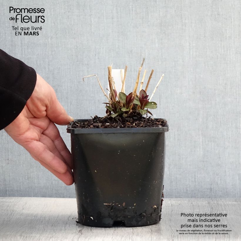 Exemplaar van Phlox paniculata Famous Purple - Vlambloem Pot van 2 l/3 l zoals geleverd in de lente