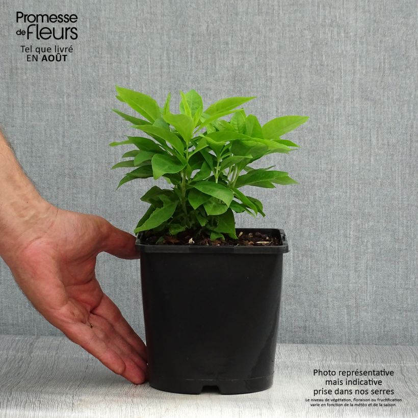 Exemplaar van Phlox paniculata Famous Wit - Vlambloem Pot van 2 l/3 l zoals geleverd in de zomer