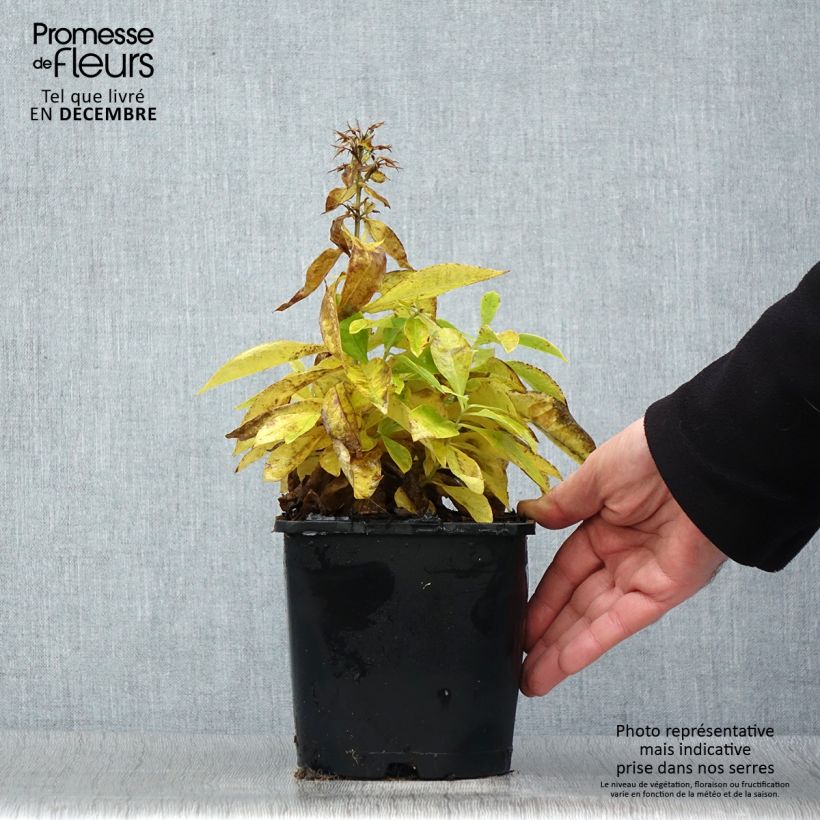 Example of Phlox paniculata Famous White Pot van 2 l/3 l as you get in hiver