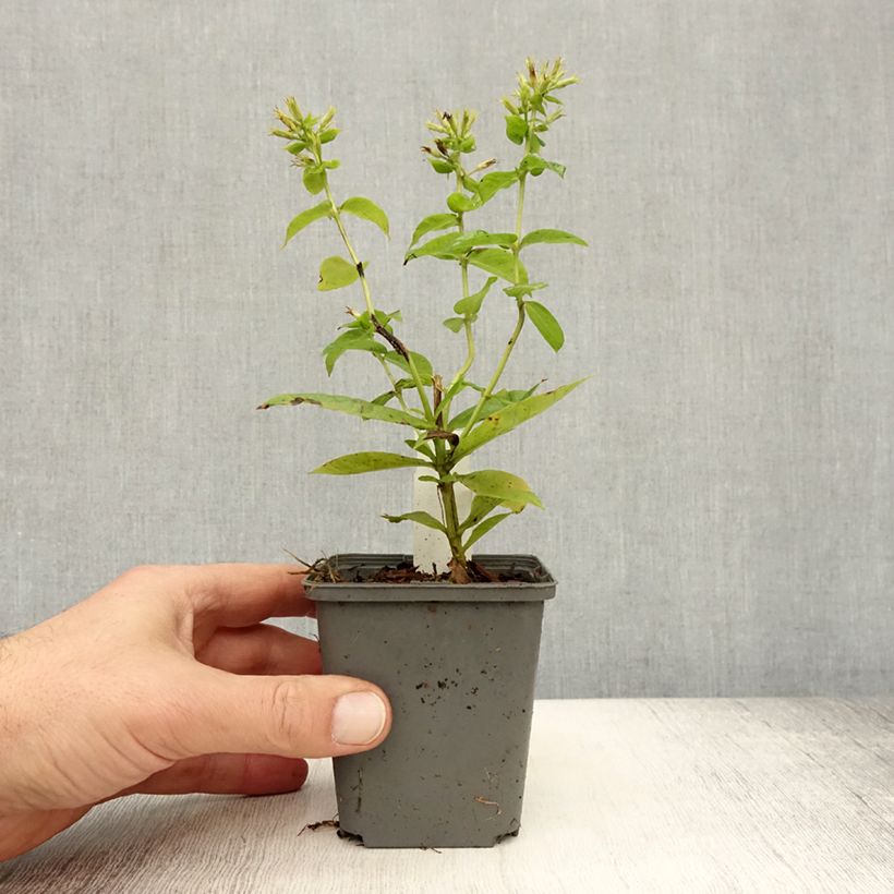 Exemplaar van Phlox paniculata Flame White Imp - Vlambloem Kweekpotje van 8/9 cm zoals geleverd in de herfst