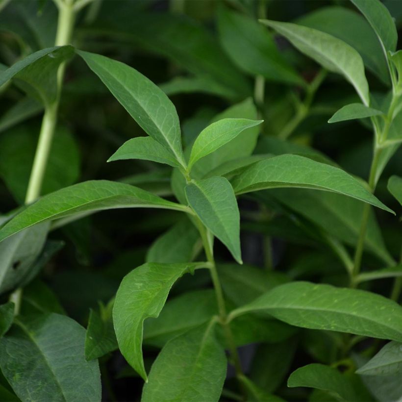Phlox paniculata Fujiyama - Vlambloem (Foliage)