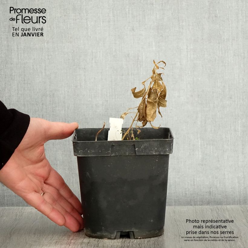 Example of Phlox paniculata Fujiyama Pot van 2 l/3 l as you get in hiver