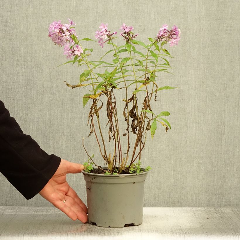 Exemplaar van Phlox paniculata Hesperis - Vlambloem Pot van 2 l/3 l zoals geleverd in de herfst