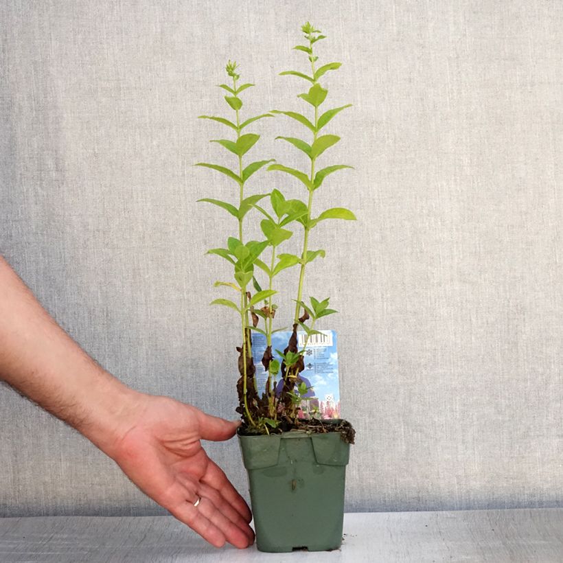 Exemplaar van Phlox paniculata Jade - Vlambloem Kweekpotje van 8/9 cm zoals geleverd in de zomer