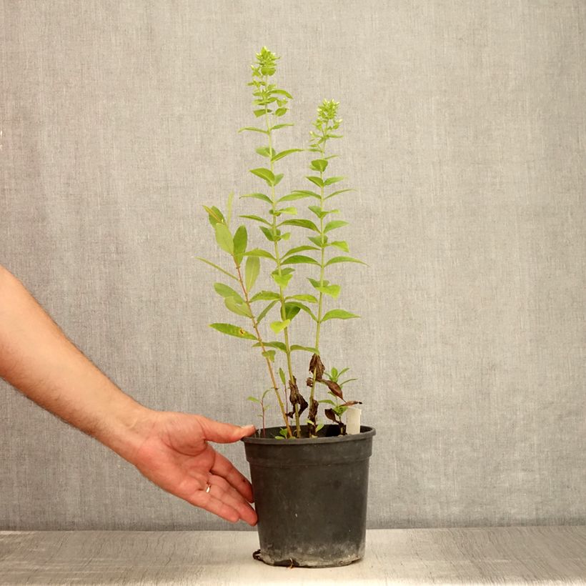 Exemplaar van Phlox paniculata Jade - Vlambloem Pot van 2 l/3 l zoals geleverd in de zomer