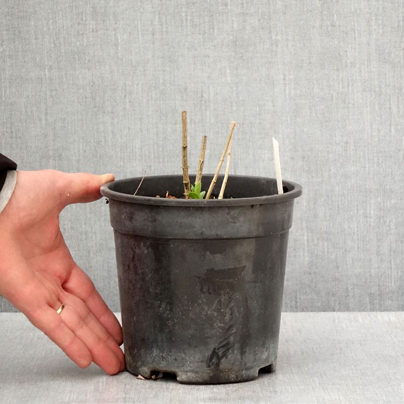 Exemplaar van Phlox paniculata Jade - Vlambloem Pot van 2 l/3 l zoals geleverd in de lente